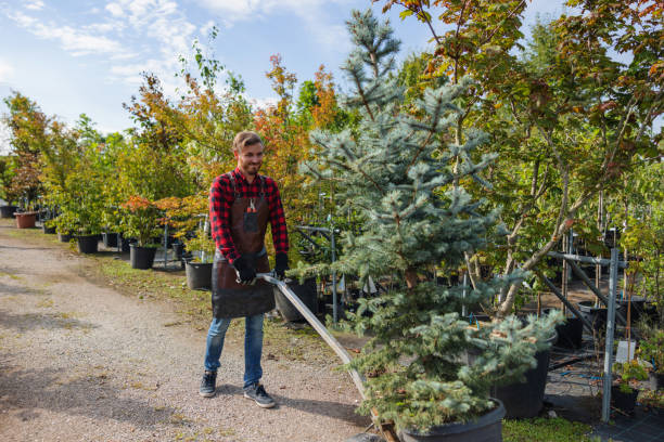 Best Tree Preservation Services  in Denver, IA